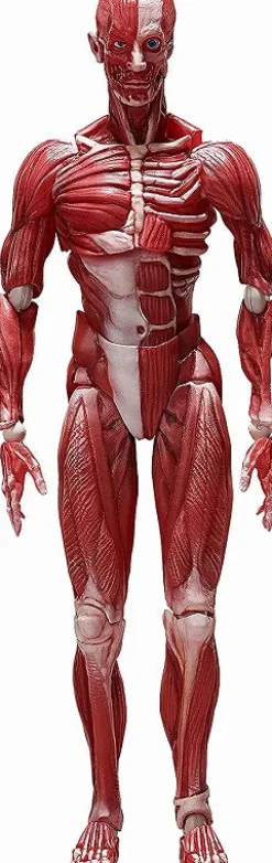 FREEing Figma #SP-142 - The Table Museum - Human Body Model