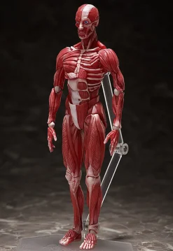 FREEing Figma #SP-142 - The Table Museum - Human Body Model