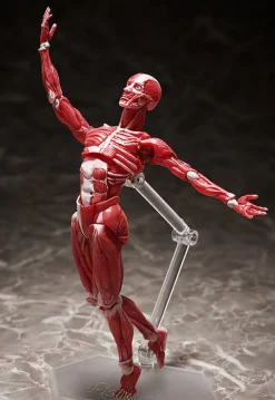 FREEing Figma #SP-142 - The Table Museum - Human Body Model